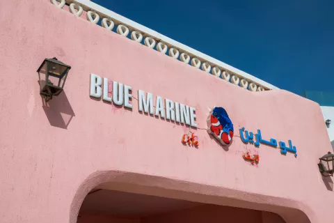 blue marine life